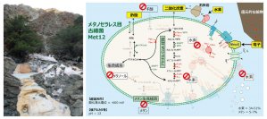 地下深部の極限的な環境に常識外れな古細菌を発見－メタン生成古細菌がメタン生成能を失う適応進化－