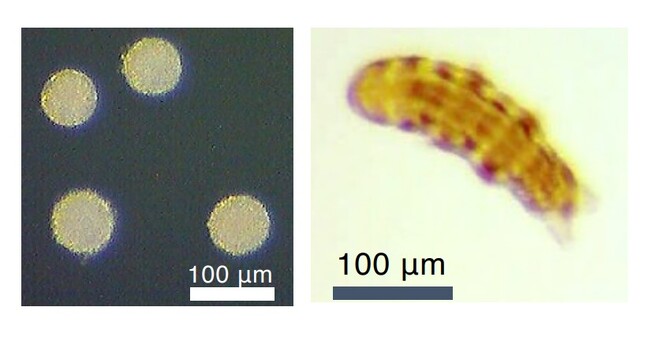 最強動物「クマムシ」のゲノム改変を可能に