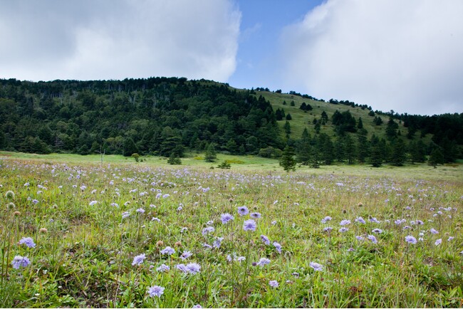 「天空のお花畑」「高山植物の宝庫」とも呼ばれる池の平湿原　高山植物が見ごろを迎える7月。いよいよベストシーズンがやってきます ～休暇村嬬恋鹿沢では、池の平湿原ガイド付きウォークを7月1日より実施～