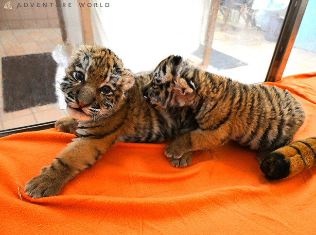５月１９日生まれ、生後１か月を迎えるアムールトラの赤ちゃん６月１７日（月）より一般公開開始人工保育の様子をご覧いただけます