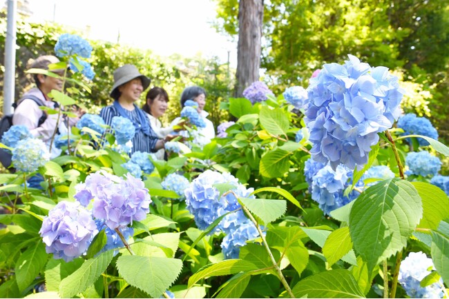 【兵庫県川西市2024】 賴光寺のアジサイ これからが見頃