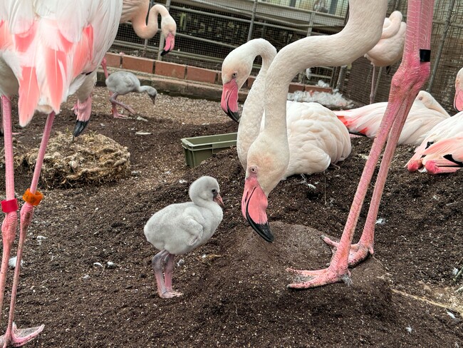 2024年、今年もフラミンゴのヒナちゃんが生まれました@富士花鳥園