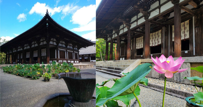 【奈良ホテル】まさに幻想的 「唐招提寺蓮」など見ごろを迎える多数の”蓮の花”をご鑑賞　朝の勤行・茶粥のふるまいなど奈良ならではの特別体験をご堪能『唐招提寺 ご案内ツアー付きプラン～室料のみ～』について