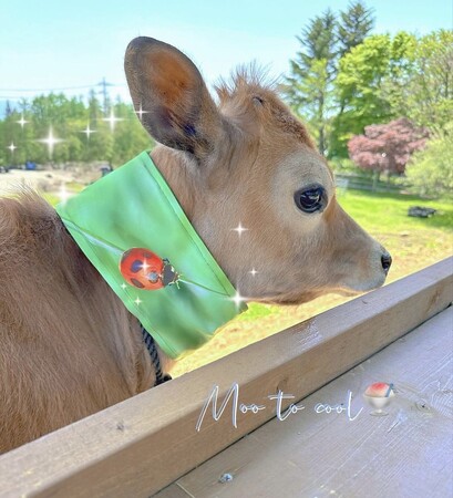 【USIMO】牛の熱中症対策に！NEW接触冷感ネッククーラー、保水がハイブリッド仕様になって、6/19島根中央家畜市場に登場