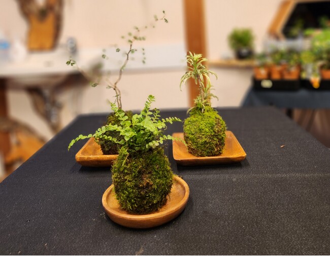 【JAF三重】インテリアにも人気！「JAFデー 苔玉・苔テラリウムを作ろう！」を開催します