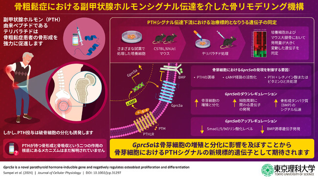 骨粗鬆症治療薬の新規ターゲット遺伝子を発見 ～副甲状腺ホルモンを介した薬理作用の一端を解明～