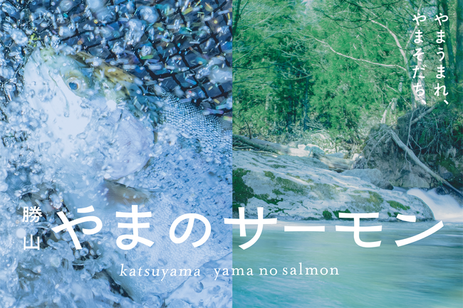 勝山市初の試み！山間部の淡水で養殖したサーモンが遂にブランド化。勝山市の新たな特産品「勝山 やまのサーモン」販売開始！