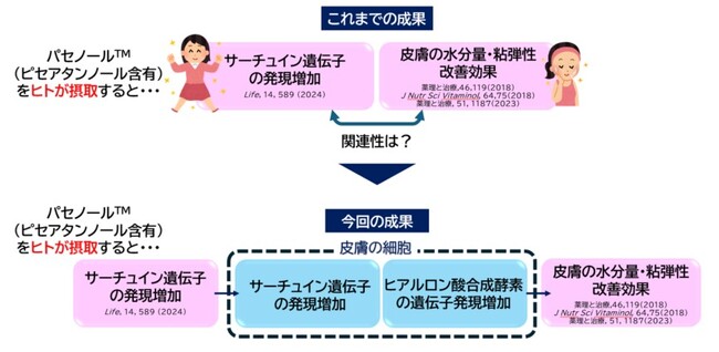 ～森永製菓の研究成果～森永製菓の独自素材 “パセノール(TM)”中の有効成分がサーチュインを介してヒアルロン酸合成酵素発現を増強する可能性を発見