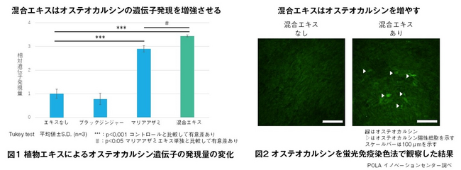 骨強化に寄与するオステオカルシン産生量を増やす植物由来混合エキスを発見