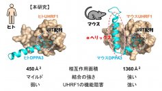 ヒトとマウスでは違う？　
卵子・初期胚で働くヒトDPPA3によるUHRF1の機能阻害機構を解明