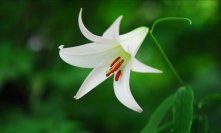 六甲高山植物園 日本の里山に咲く固有種ササユリが咲きました！