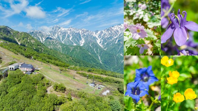 白馬五竜、6月22日からグリーンシーズン営業開始。高山植物園では色鮮やかな花や植物が見頃に
