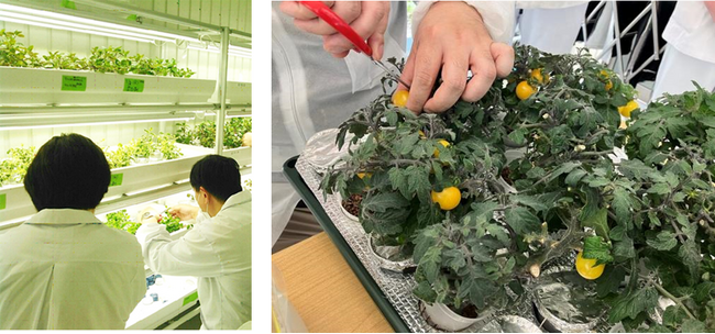 障害のある社員が野菜などの栽培・収穫から加工・出荷まで行う屋内型農園「中川ファーム」を開設