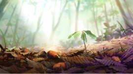 「未来からやってきた森」ドングリから 「未来からやってきた森」ドングリから