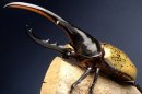 展示即売会1 ヘラクレスオオカブト 展示即売会1 ヘラクレスオオカブト