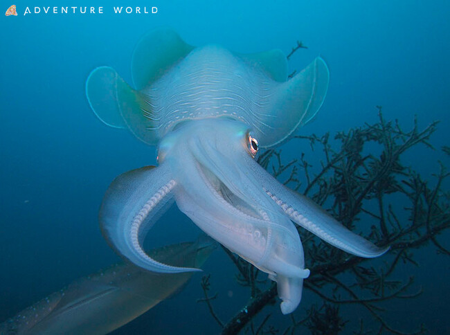 ”パンダバンブープロジェクト” アドベンチャーワールドのパンダが食べ残した竹を利活用し海藻類が減少する海に沈め、アオリイカの産卵場を作ります　南紀白浜の海を未来へ繋ぐ３年目のプロジェクト始動