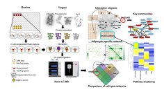 脂肪細胞の分子ネットワークを地図に　―高速網羅的たんぱく質間相互作用解析が可能にー--摂南大学