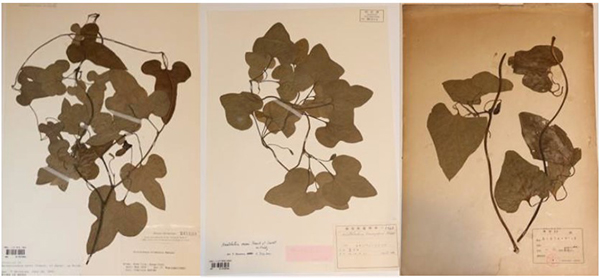 六甲高山植物園 牧野富太郎が和名をつけた神戸ゆかりの「アリマウマノスズクサ」が開花！ ／ 六甲高山植物園 アジサイに寄生する植物キヨスミウツボが開花！