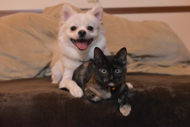 あなたは犬派？猫派？ペットについて調べてみました【1000人アンケート】