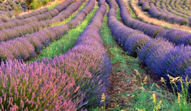 トルコの花園 地中海地方に位置する「イスパルタ」　ラベンダーフェスティバルも7/12(金）～7/16(火)に開催