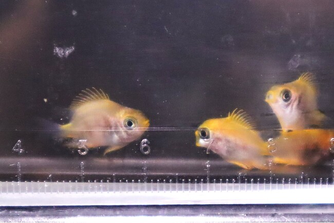 日本初繁殖！四国水族館生まれの稚魚を展示中