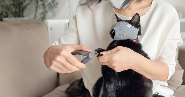 薄着の夏、ネコからヒトに感染する「猫ひっかき病」が増加