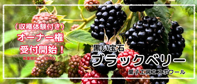 【収穫体験のおまけ付き】「黒い宝石」の異名を持つブラックベリー。国内で希少なフルーツの木のオーナーになりませんか？【秋田を贈るECサイト　詩の国商店】