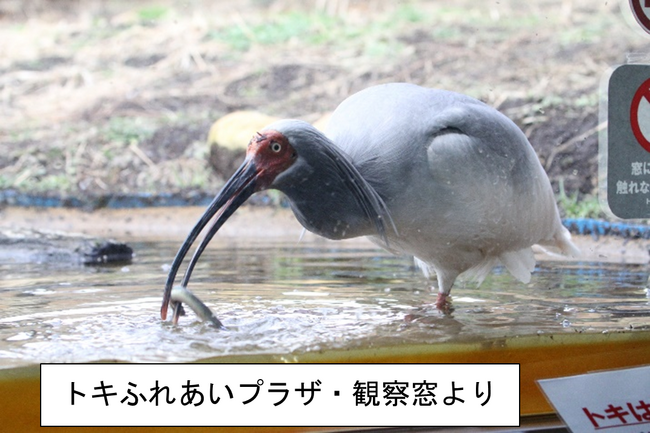 【佐渡汽船】夏休みの自由研究と旅行を兼ね備えた「家族で学ぶ佐渡　サマーコース」発売