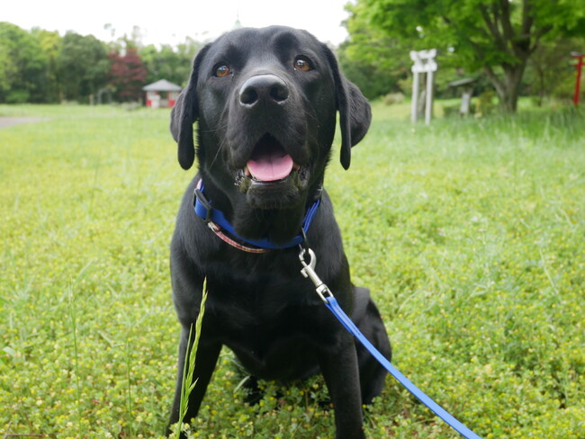 こども病院で活動するファシリティドッグ　導入希望の高まりを受けて、候補犬２頭を迎え、さらに年内に追加1-２頭の予定
