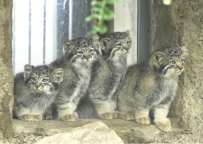 【NHKカルチャー】神戸どうぶつ王国飼育スタッフによる「マヌルネコの魅力と動物園の任務～知ってほしい・動物園の本当の裏側のお話～」【2024年9 月7日（土）13時半～】