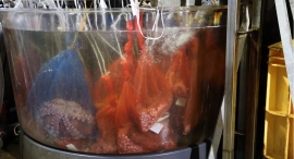 -日本発の”水を変える技術” 「ウルトラファインバブル」発生装置-魚のへい死抑制効果の実現へ苫小牧漁業協同組合の一次保管生簀(いけす)に導入 -日本発の”水を変える技術” 「ウルトラファインバブル」発生装置-魚のへい死抑制効果の実現へ苫小牧漁業協同組合の一次保管生簀(いけす)に導入