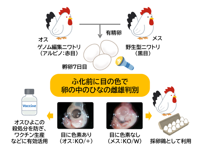卵の中のひなの性別を、ふ化前に目の色で「目利き」する手法を開発