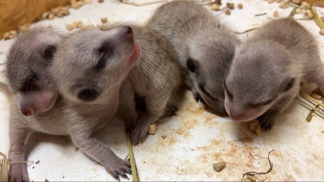 【DMMかりゆし水族館】家族6匹で生活している様子を間近で見られる！「ゆいゆいズーエリア」でミーアキャットの赤ちゃんの展示を開始