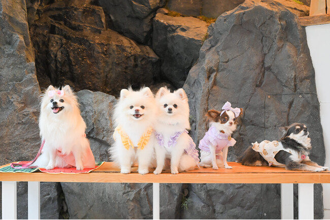 ユーザーの声をカタチに…ペトナビ初「カフェオフ会」をついに開催！愛犬・愛猫を通じて“オーナーの交流の輪”広がる