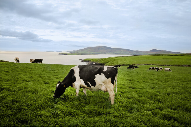 アイルランド政府食糧庁Bord Bia（ボード・ビア）　2023年度　対日乳製品輸出量12%増(*)　サステナブルで高品質なアイルランド産乳製品を安定供給