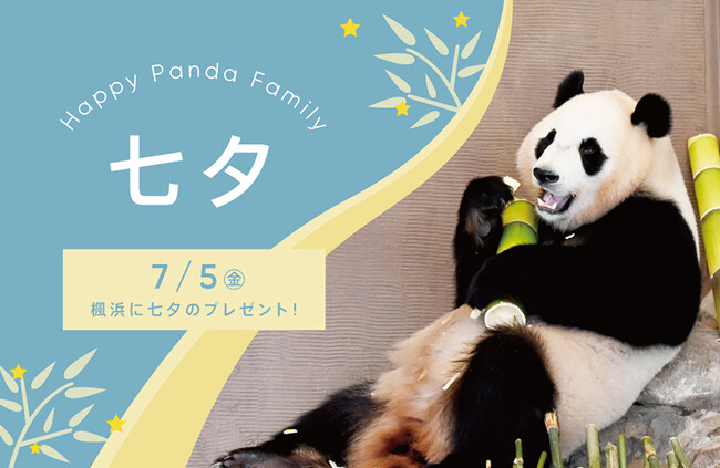 いのちつながり「ジャイアントパンダ日中共同繁殖研究３０周年」７月７日は「しあわせ計画」が始まった大切な日七夕の特別イベントを開催　７月５日（金）～７月７日（日）