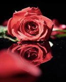 規格外ローズ(一例) 規格外ローズ(一例)