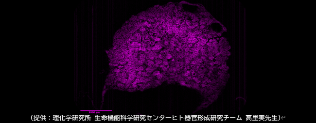 CUBICStars「オルガノイド・スフェロイドに特化した研究用試薬を発売」