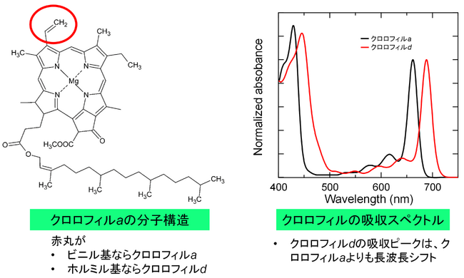 低エネルギークロロフィルdを有するAcaryochlorisの光化学系I複合体の特性解析