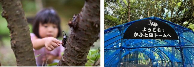 夏休み限定体験プログラム「昆虫博士とカブトムシ探検隊」開催＆「かぶと虫ドーム」夏季限定オープン