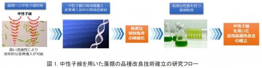 世界初、中性子線照射による藻類の品種改良技術を確立
～バイオ燃料原料の油脂生成量を最大1.3倍に増加させることに成功～