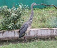 法政大学島野教授の研究チームがブータンに生息する絶滅危惧種シロハラサギの人工孵化・育雛に成功 ～シロハラサギの絶滅回避に向けた支援活動の成果～