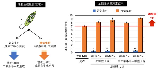 世界初、中性子線照射による藻類の品種改良技術を確立