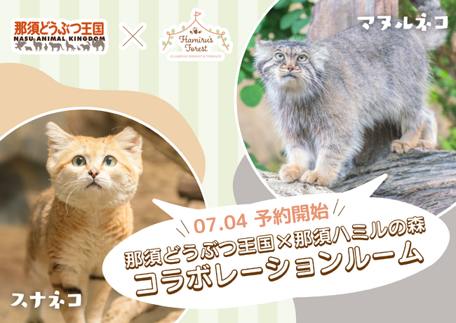 「那須どうぶつ王国×那須ハミルの森」スナネコ＆マヌルネコのコンセプトルーム誕生！本日より予約受付開始！