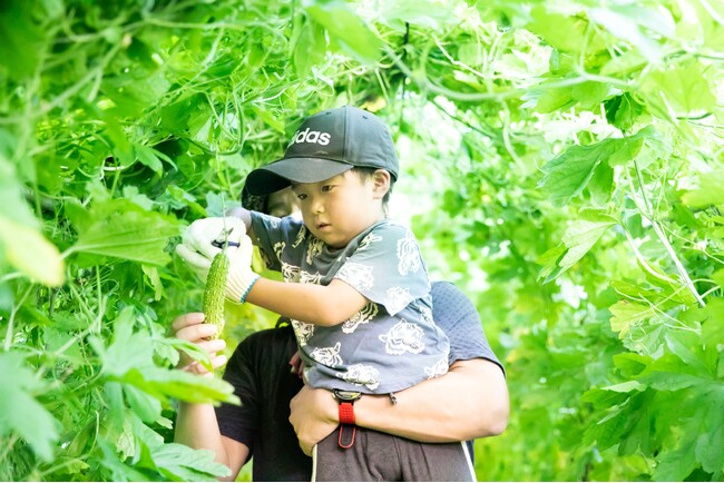 年間約4万人が野菜収穫体験する「農園リゾートTHE FARM」で、3年目の「ゴーヤ迷路」がこの夏さらに進化