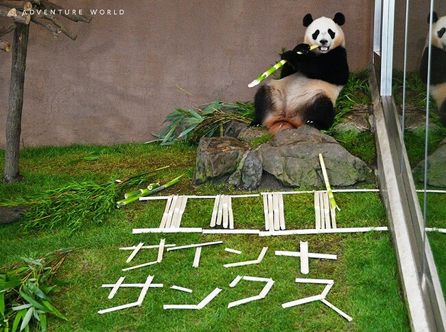 “ふう～っ”と一息、交通安全を心がけましょう！ジャイアントパンダ「楓浜（ふうひん）」が３年連続「交通安全和歌山夢大使」に就任２０２４年７月１１日（木）