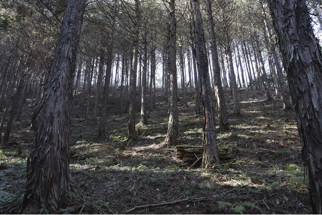 「サントリー 天然水の森 栃木」の森林整備に関する協定締結
