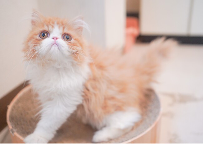 夏休みはネコまみれ！ネコカフェ『Cat Cafe MOFF イオンモール浜松志都呂店』OPEN！