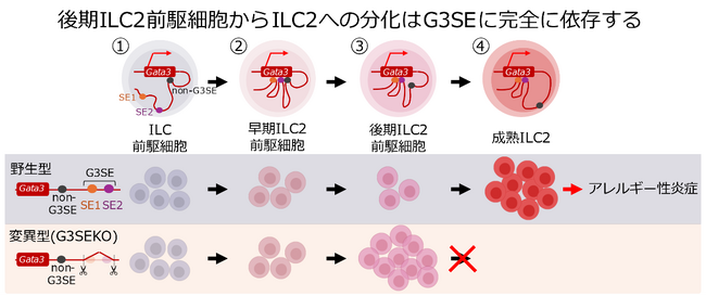 2型自然免疫細胞(ILC2)の新規分化メカニズムを解明～難治性アレルギー疾患の新規治療法開発に期待～