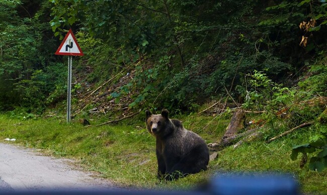 年々増えているクマ被害。あなたはどう感じる？【1000人アンケート】